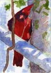 Cardinal, watercolor