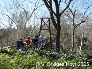 Bayou Bend suspension bridge