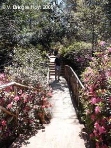 Bayou Bend ravine bridge